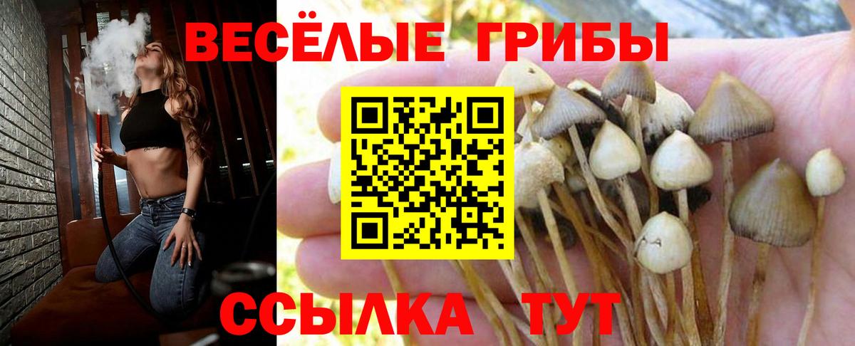 Псилоцибиновые грибы Psilocybine cubensis  Галлюциногенные грибы Psilocybine cubensis  Вход с VPN  Ленинск-Кузнецкий 